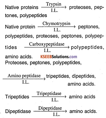 1st PUC Biology Question Bank Chapter 16 Digestion and Absorption 30
