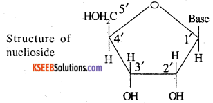 2nd PUC Chemistry Question Bank Chapter 14 Biomolecules - 11