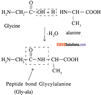 2nd PUC Chemistry Question Bank Chapter 14 Biomolecules - 5