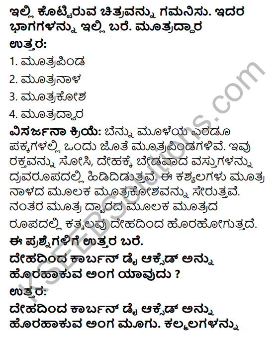 KSEEB Solutions for Class 4 EVS Chapter 13 Our Body - A Wonderful Machine in Kannada 9