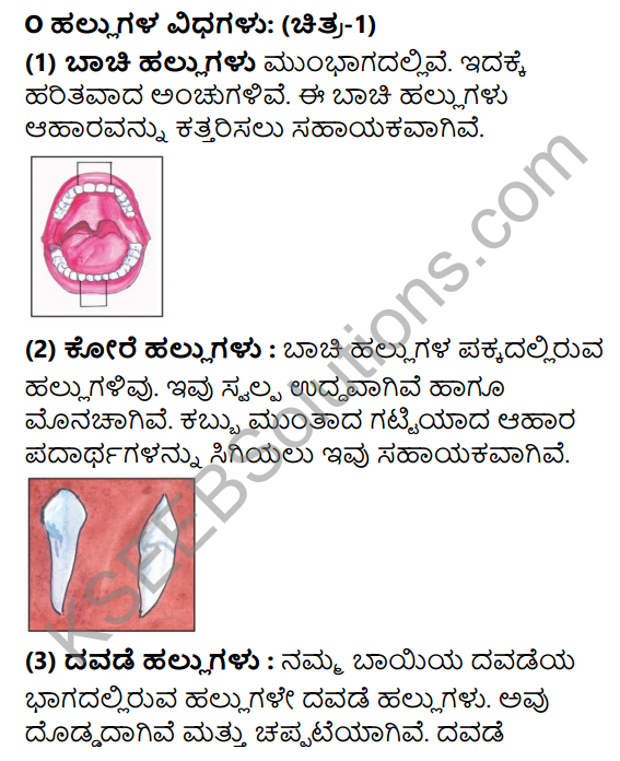 KSEEB Solutions for Class 3 EVS Chapter 11 Importance of Teeth in Kannada 1