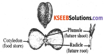 KSEEB Class 10 Science Important Questions Chapter 8 How do Organisms Reproduce 9