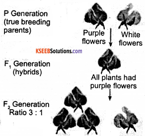 KSEEB Class 10 Science Important Questions Chapter 9 Heredity and Evolution 2