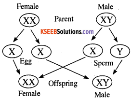 KSEEB Class 10 Science Important Questions Chapter 9 Heredity and Evolution 6