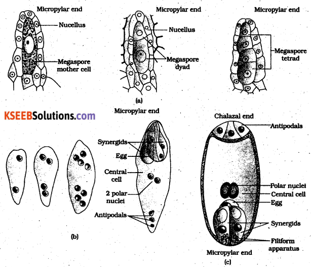 2nd PUC Biology Previous Year Question Paper March 2016 Q32.1