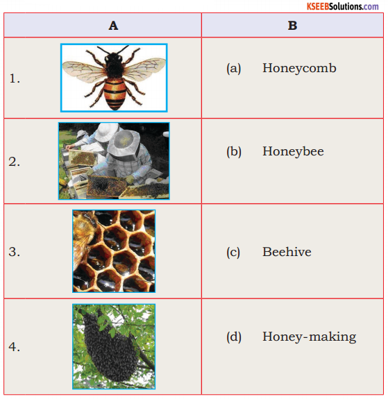 How Do Bees Make Honey Class 6 KSEEB
