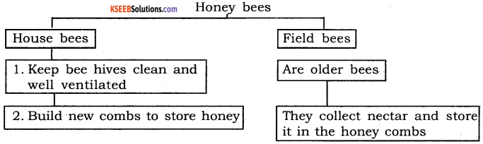 6th English How Do Bees Make Honey KSEEB