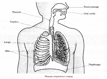 respiration organisms kseeb