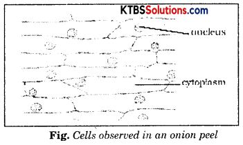 KSEEB Solutions for Class 8 Science Chapter 11 Cell Structure and Functions Activity 1