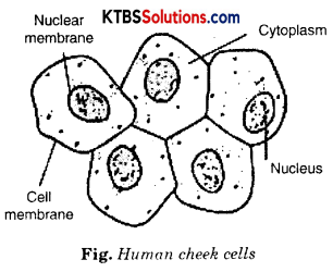 KSEEB Solutions for Class 8 Science Chapter 11 Cell Structure and Functions Activity 2