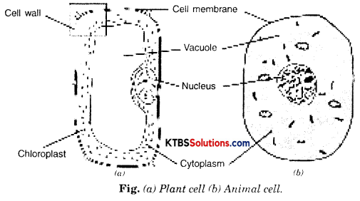 KSEEB Solutions for Class 8 Science Chapter 11 Cell Structure and Functions Q5